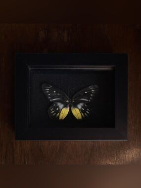 Framed butterfly specimen